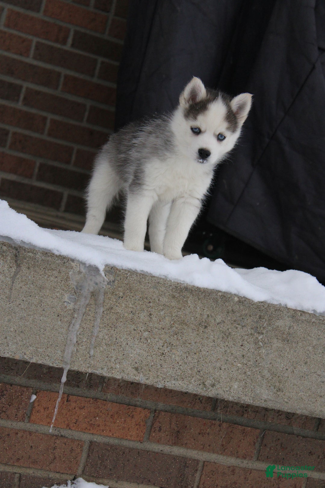 Pomsky dogs for sale: Sparkle - Ad 4