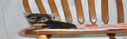 Yorkshire Terrier dogs for sale: Angie - Ad 1