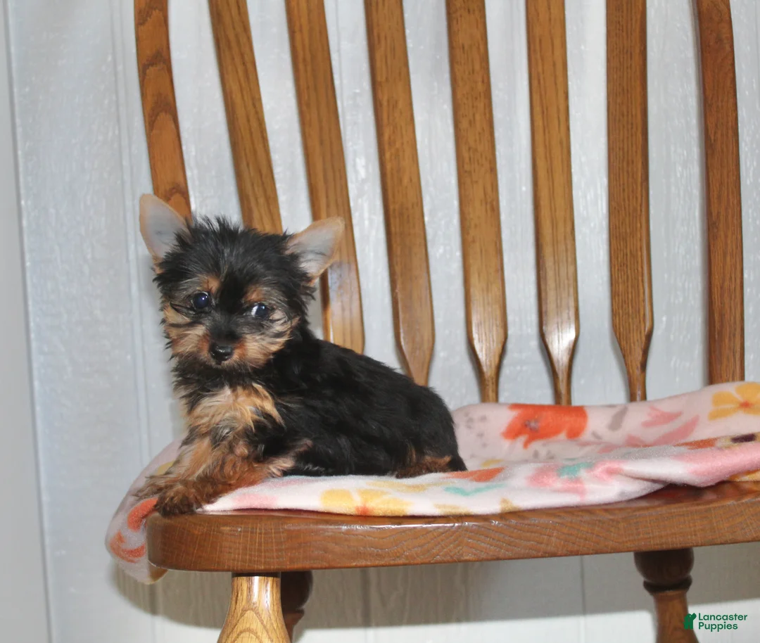 Yorkshire Terrier dogs for sale: Angie - Ad 1