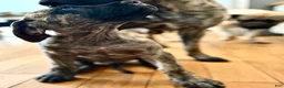 English Mastiff dogs for sale: English Mastiff Male Brindle Pup - Ad 4