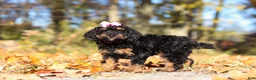 Miniature Poodle dogs for sale: Sophia (AKC) - Ad 3