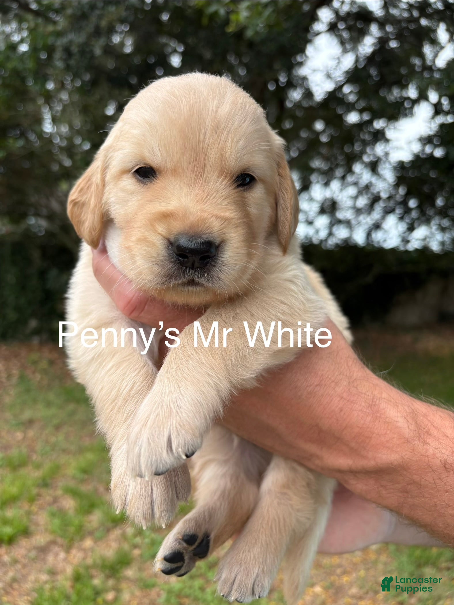 Golden Retriever dogs Penny’s Mr White - Ad 41