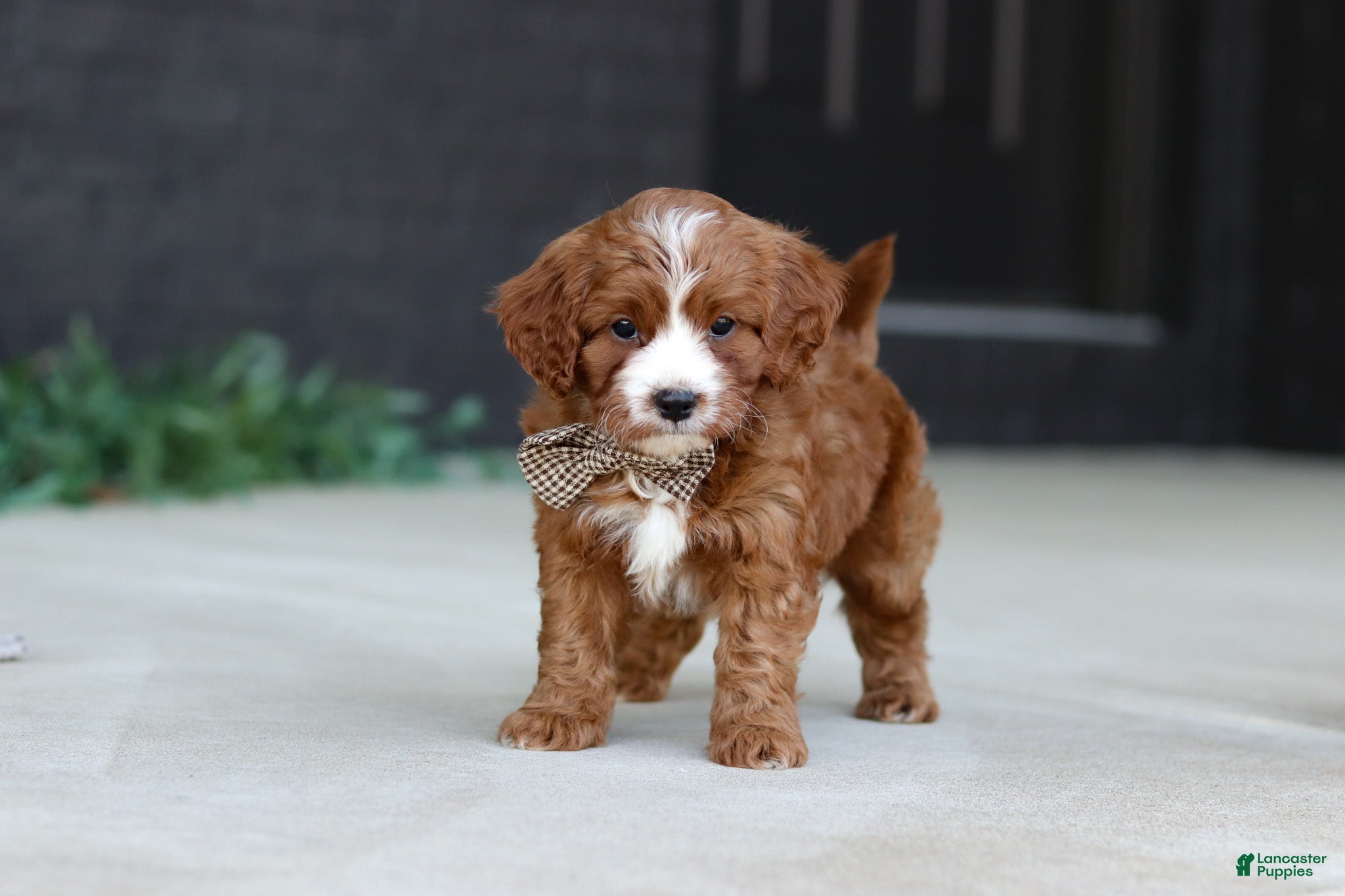 Cavapoo dogs Kobe - Ad 2