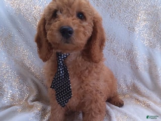 Mini Goldendoodle dogs - Ad 37