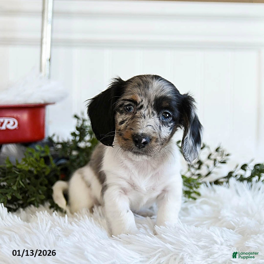 Miniature Dachshund dogs for sale: Maple   - Ad 3