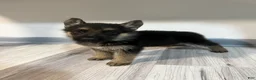 German Shepherd dogs for sale: Maya - Ad 2