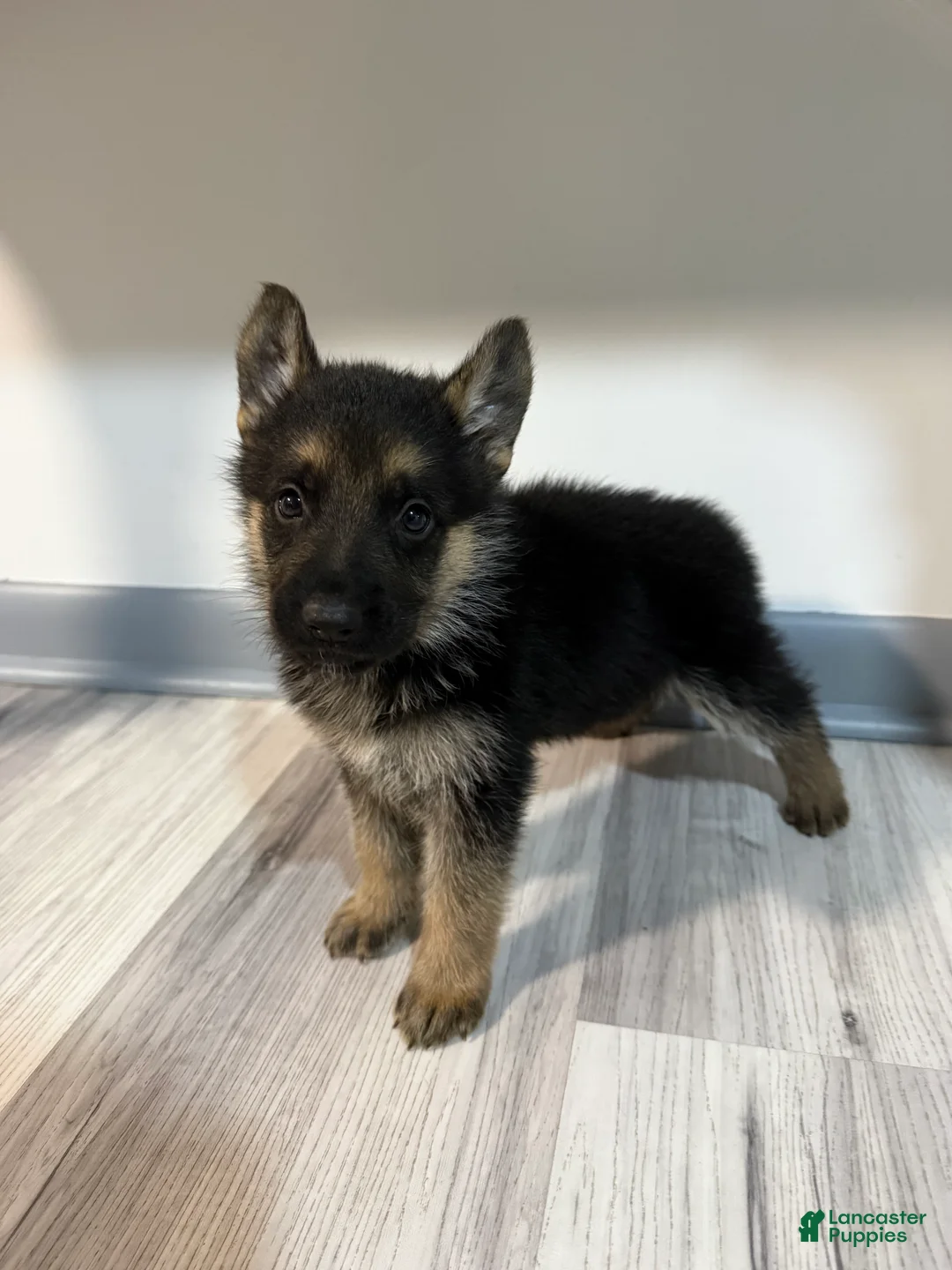 German Shepherd dogs for sale: Maya - Ad 2