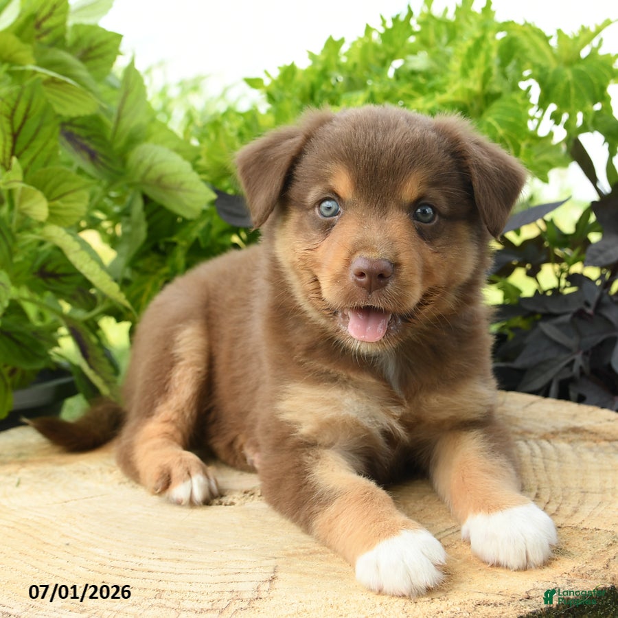 Australian Shepherd dogs Pip  - Ad 1