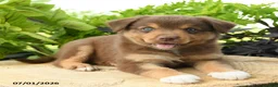 Australian Shepherd dogs for sale: Pip  - Ad 1