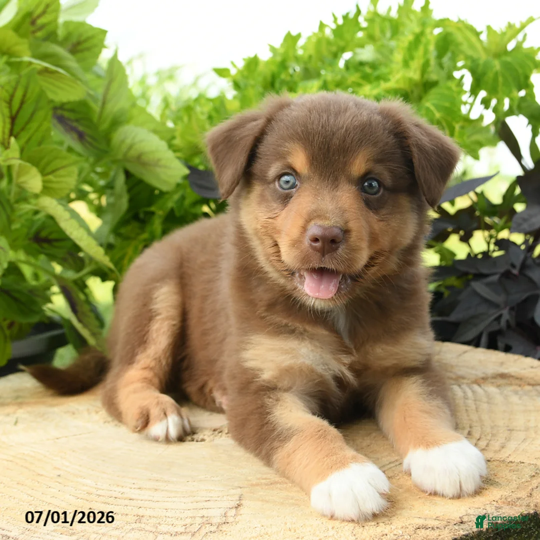 Australian Shepherd dogs for sale: Pip  - Ad 1