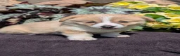 Welsh Corgi Pembroke dogs for sale: Nemo - Ad 10