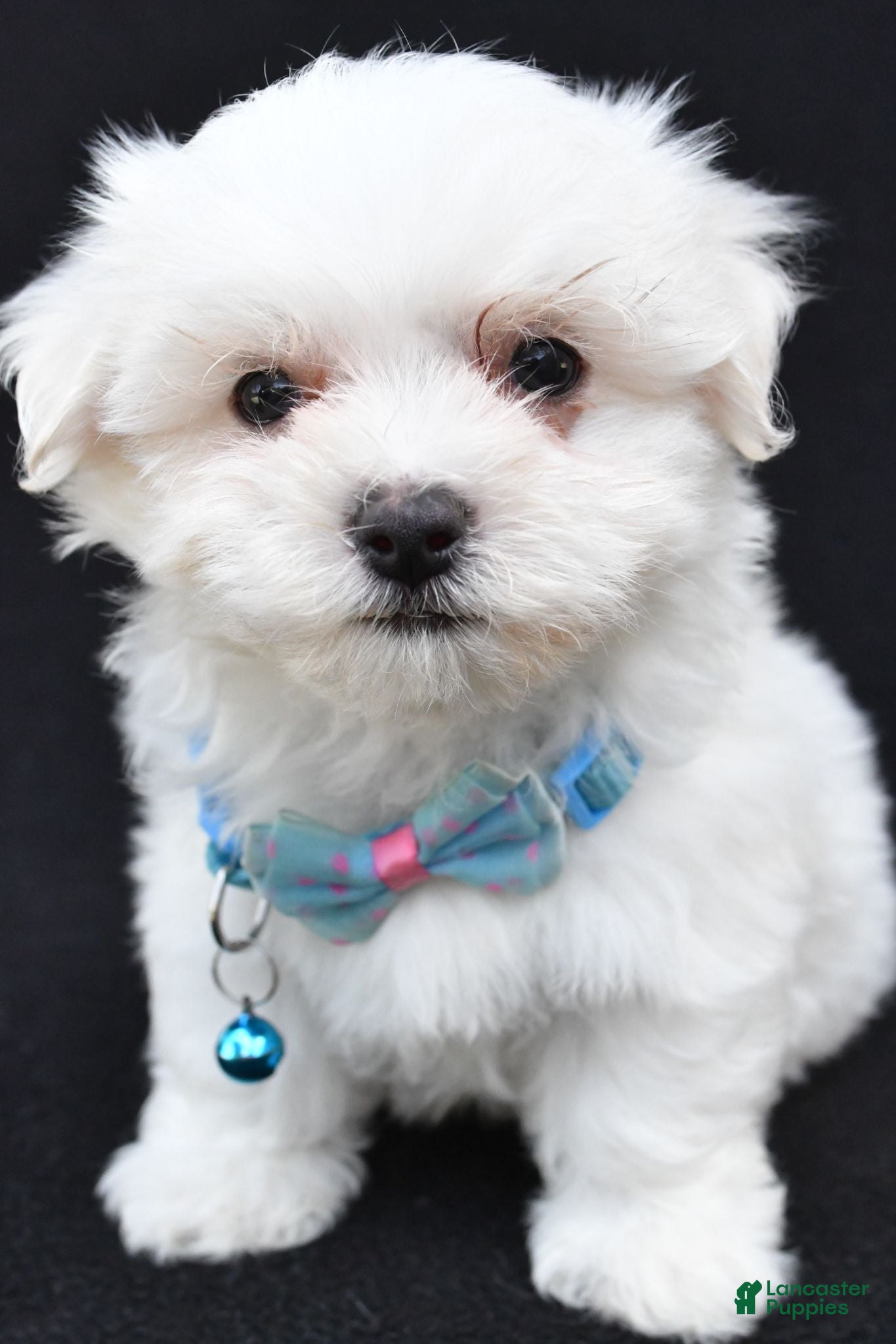 Maltese dogs Ted - Ad 1