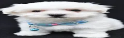 Maltese dogs for sale: Ted - Ad 1