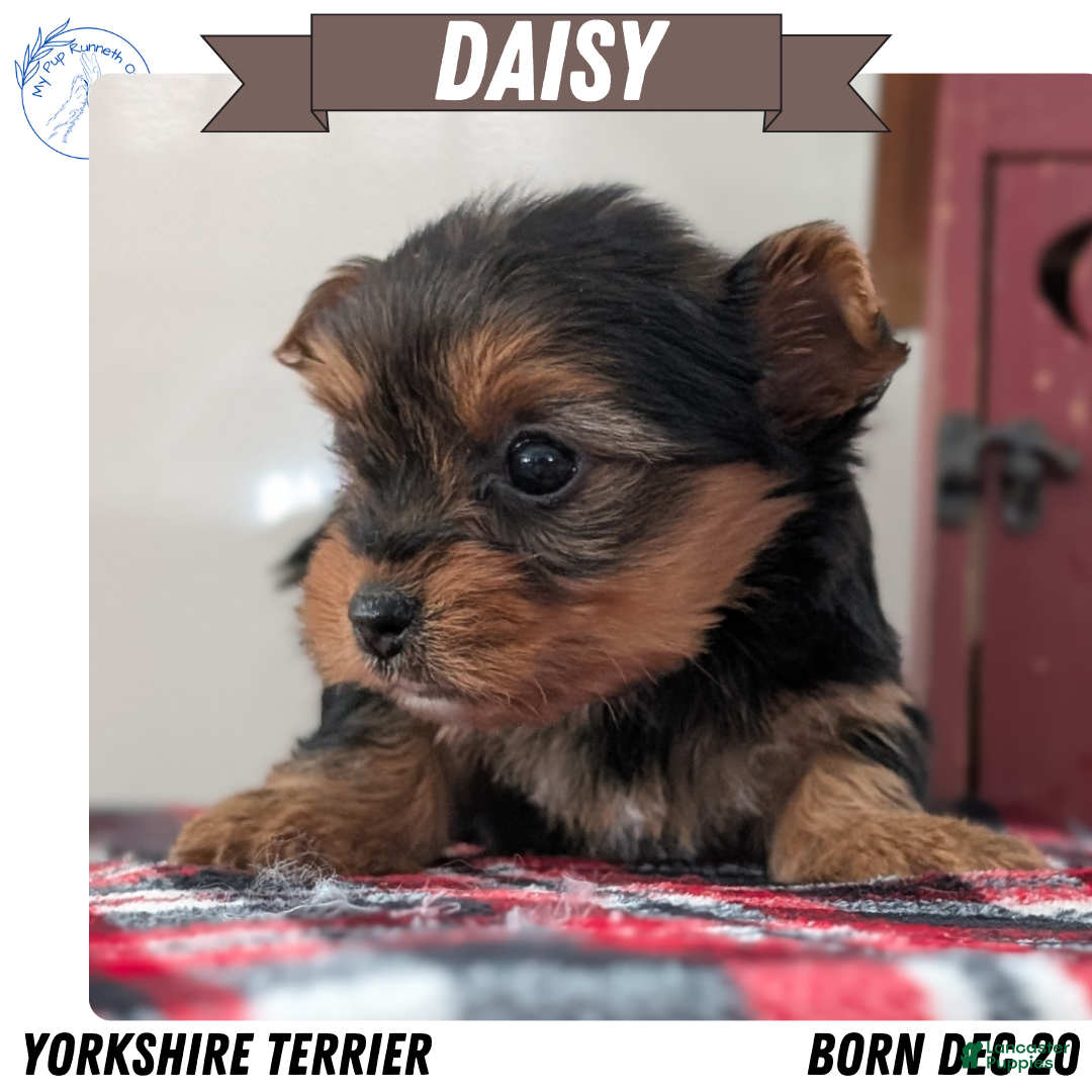 Yorkshire Terrier dogs Daisy - Ad 4