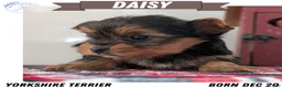 Yorkshire Terrier dogs for sale: Daisy - Ad 1