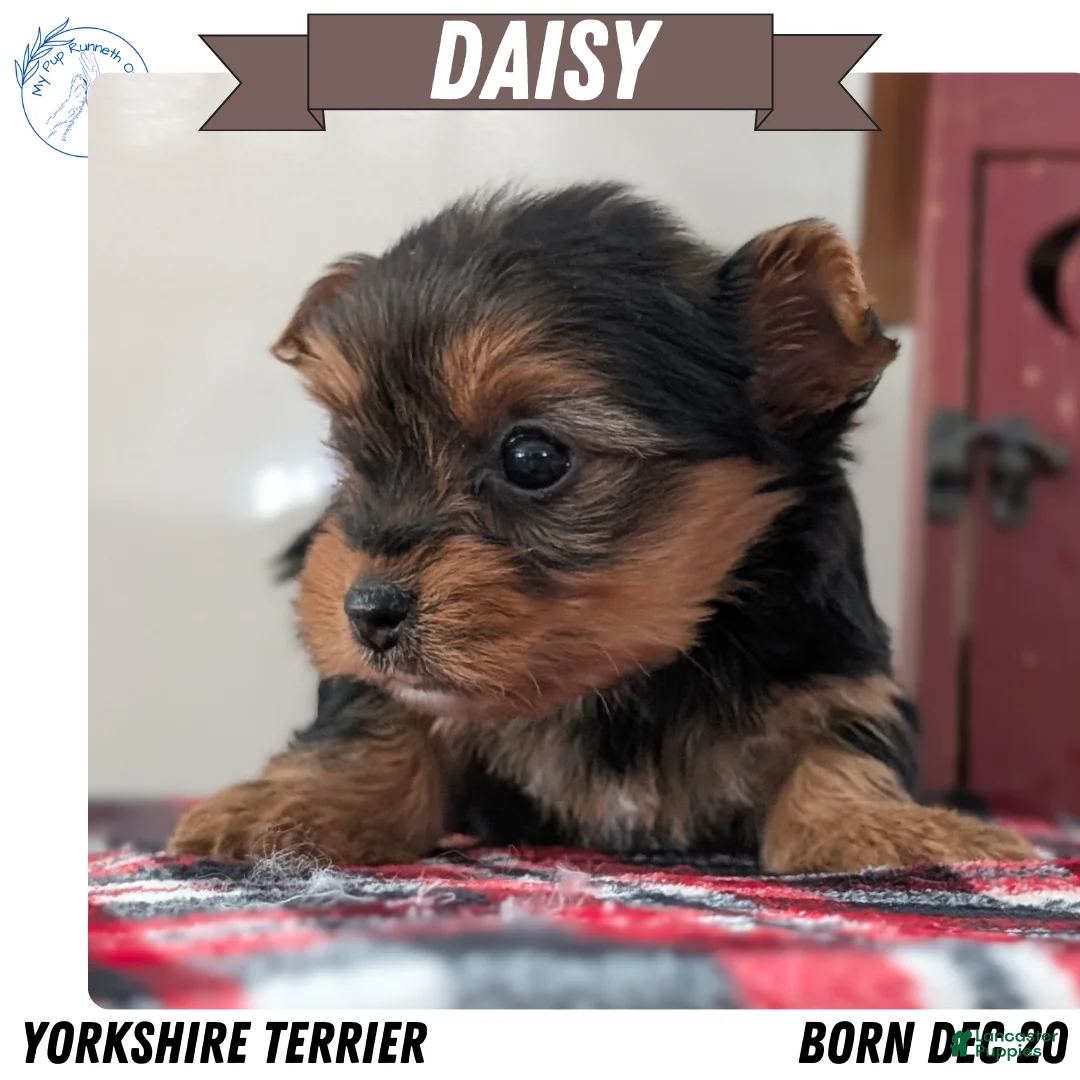 Yorkshire Terrier dogs for sale: Daisy - Ad 1