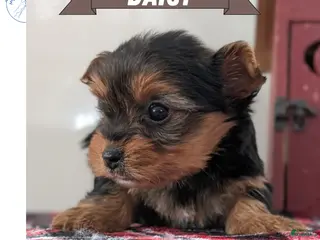 Yorkshire Terrier dogs Daisy - Ad 4