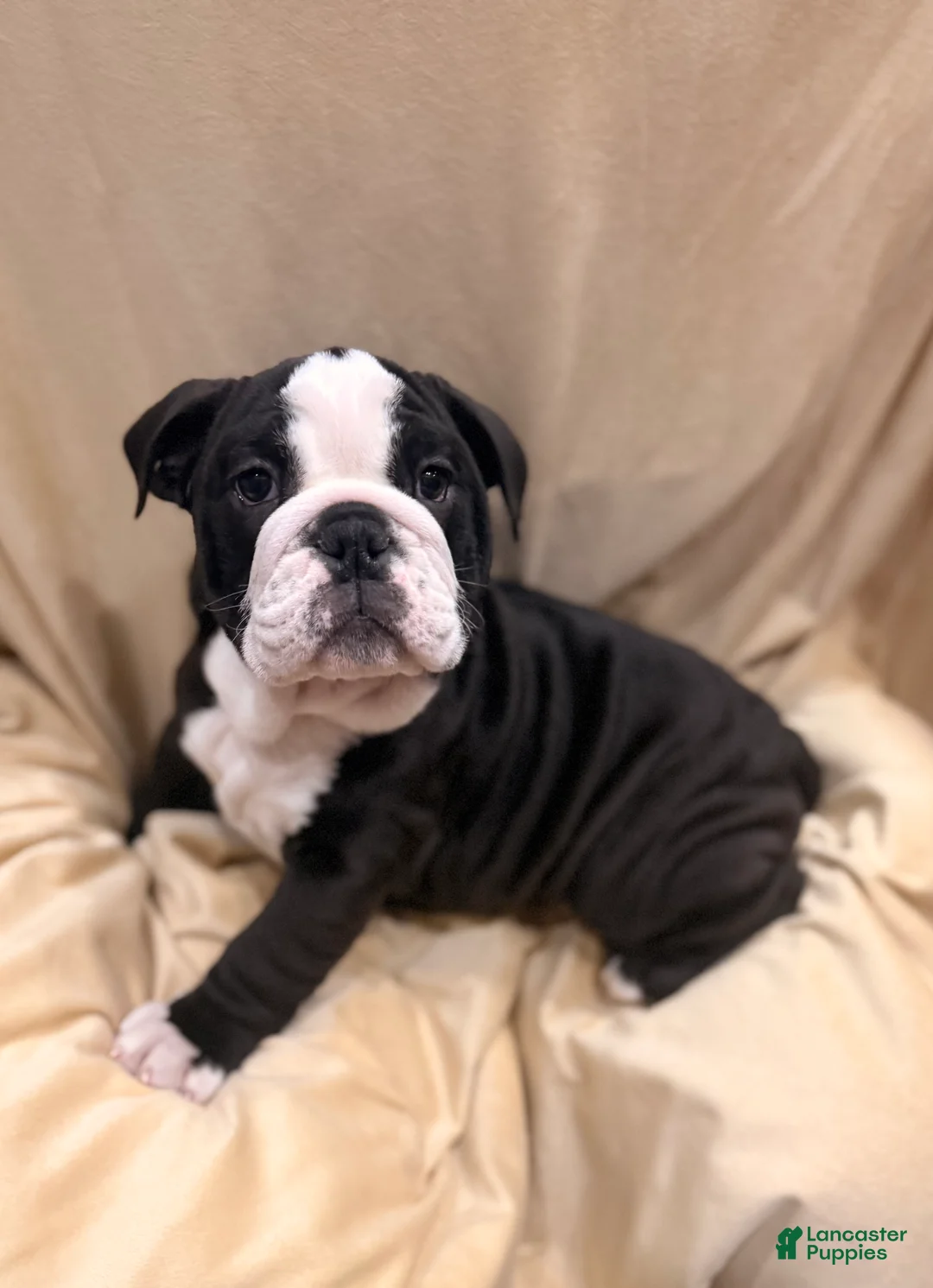 English Bulldog dogs for sale: Cindy Lou  - Ad 9