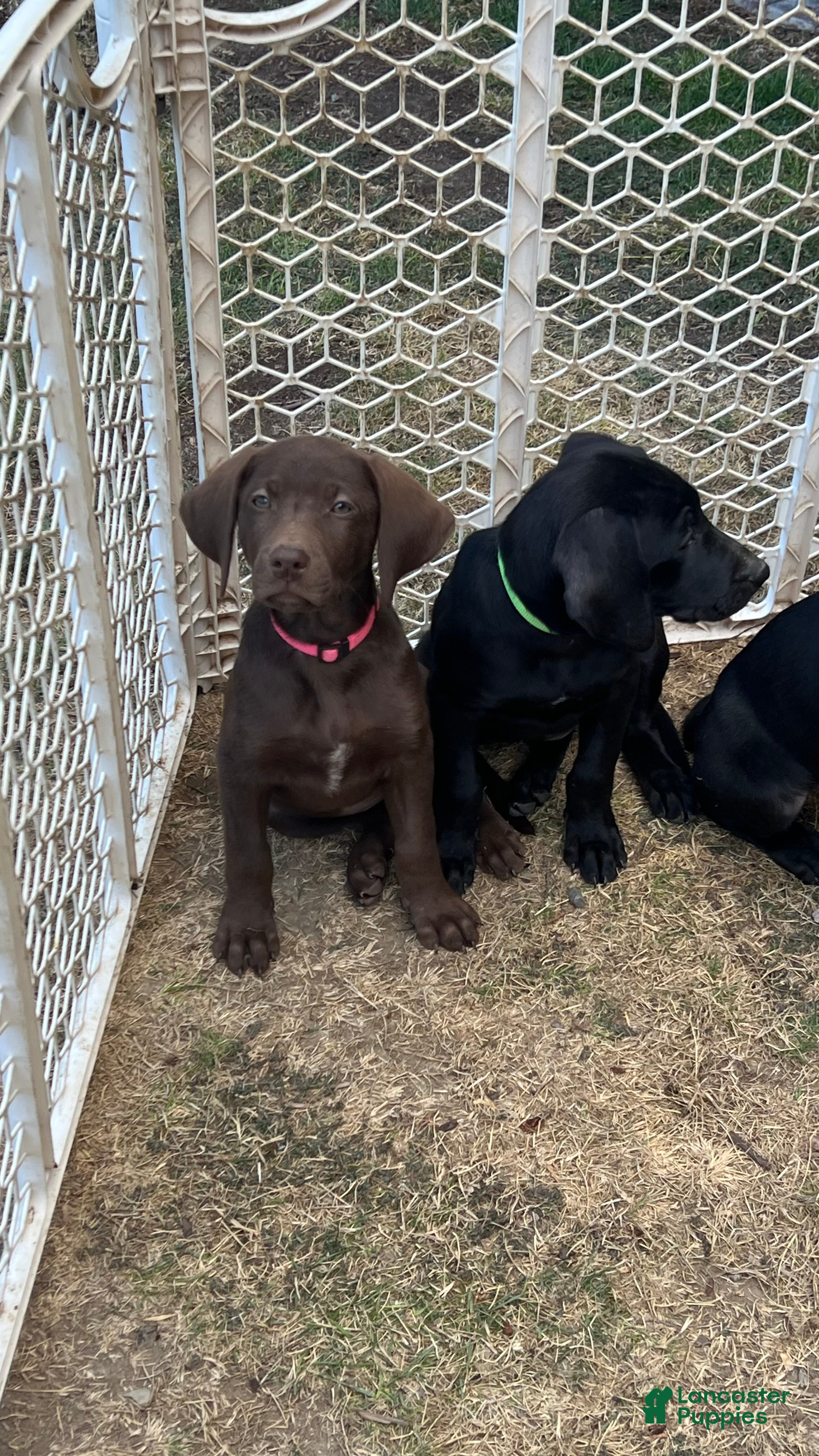 Mixed Breed dogs Mixed Breed 4 - Ad 26