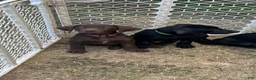 Mixed Breed dogs for sale: Mixed Breed 4 - Ad 1