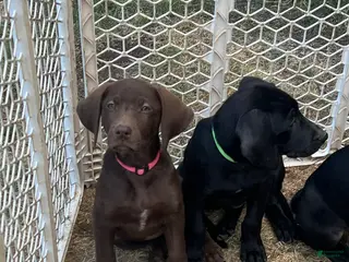 Mixed Breed dogs Mixed Breed 4 - Ad 26