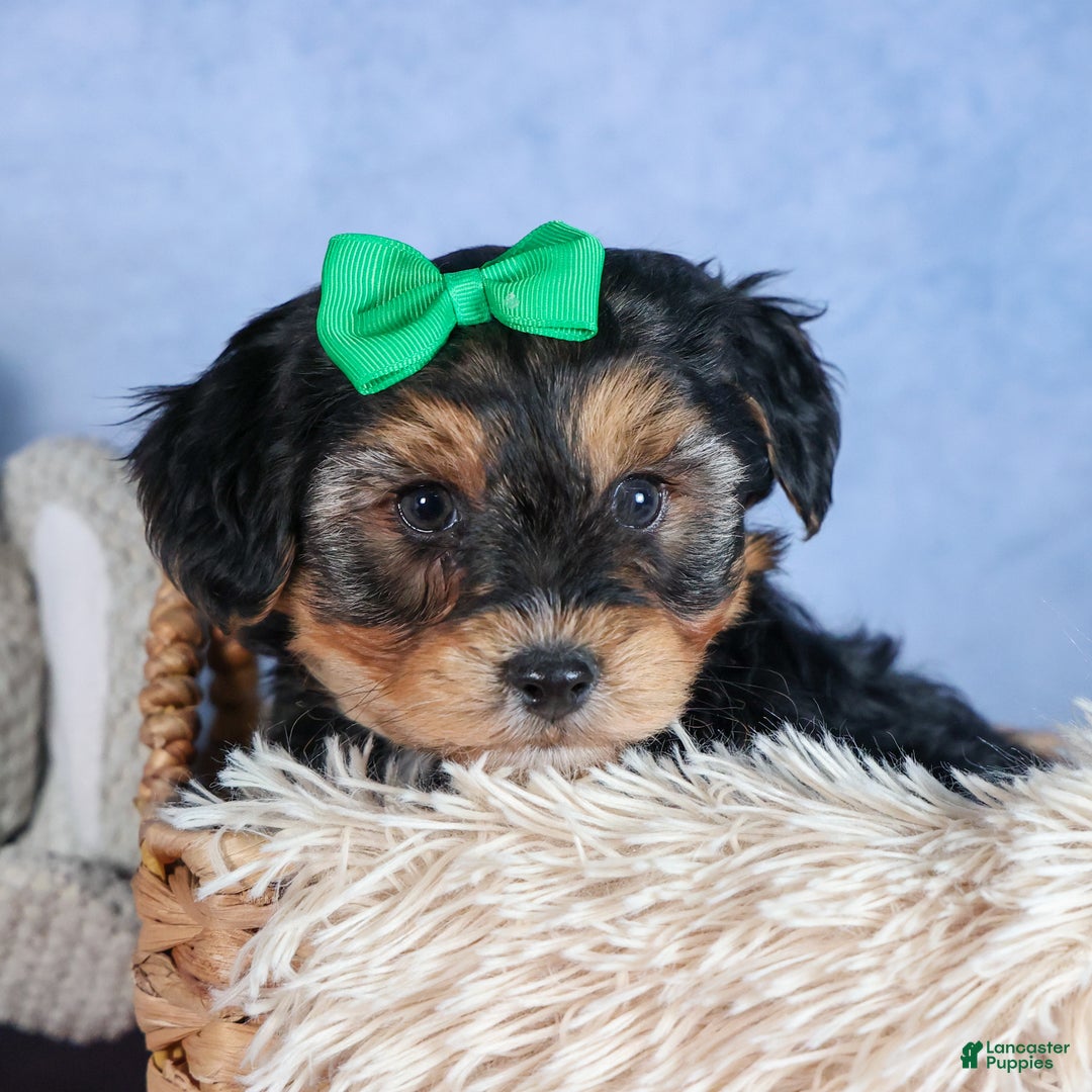 Yochon dogs for sale: MAX - Ad 18