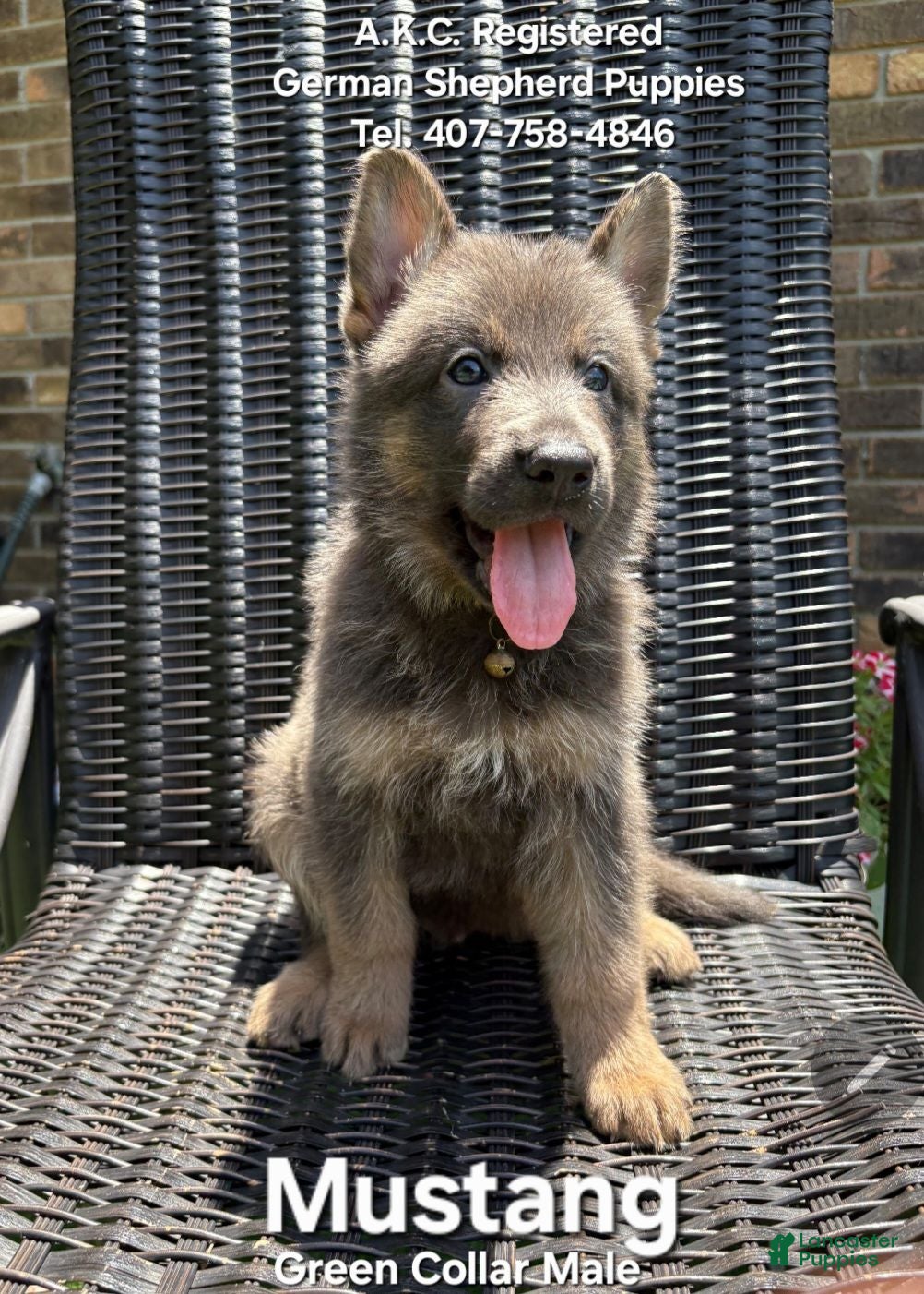 German Shepherd dogs for sale: Mustang  - Ad 1