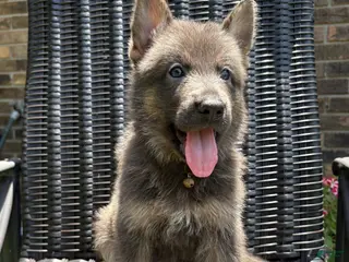 German Shepherd dogs for sale: Mustang - Ad 1