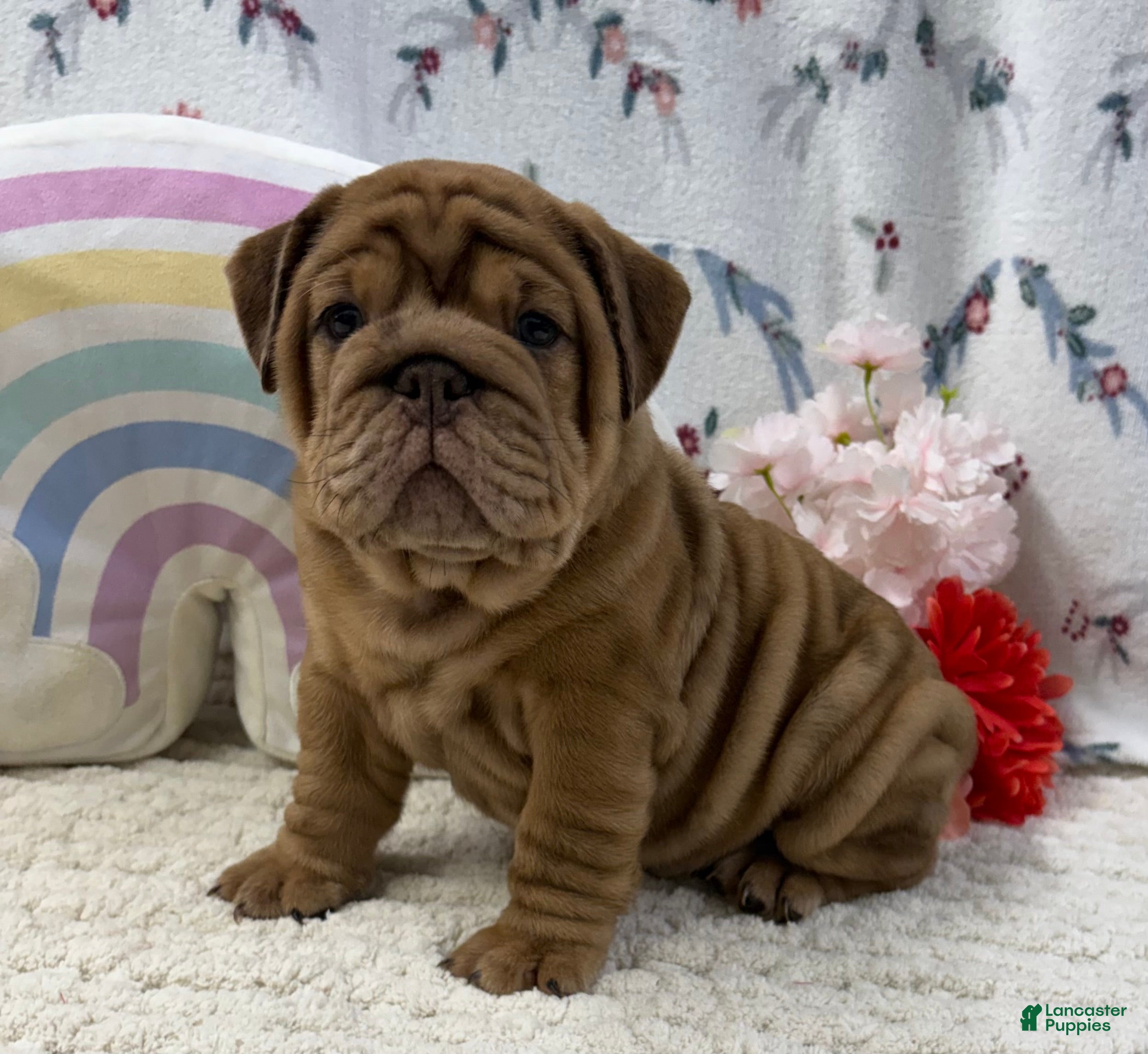 English Bulldog dogs Zeb - Ad 1