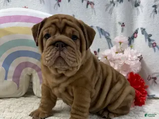 English Bulldog dogs for sale: Zeb - Ad 1