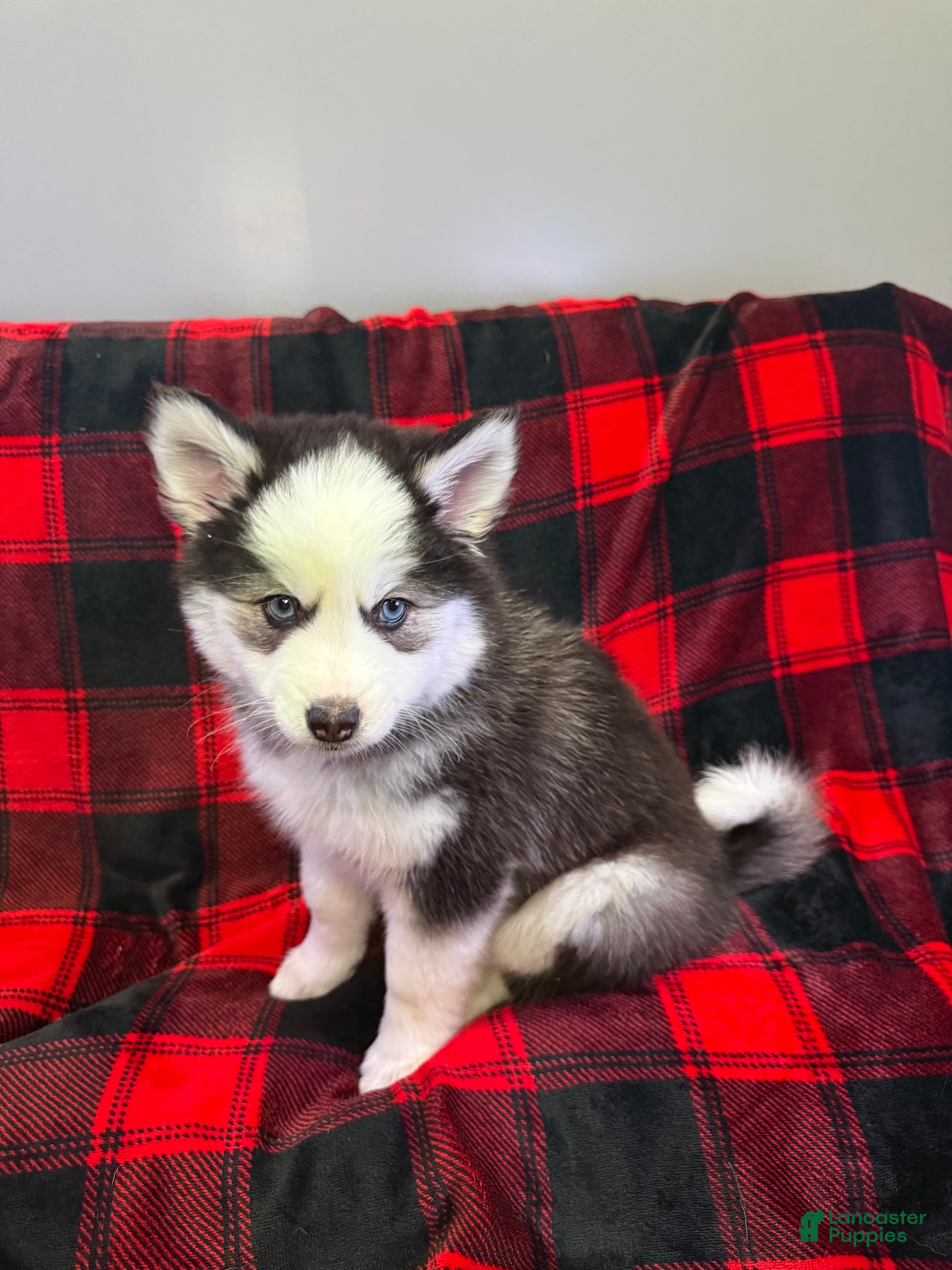 Pomsky dogs Panda - Ad 8