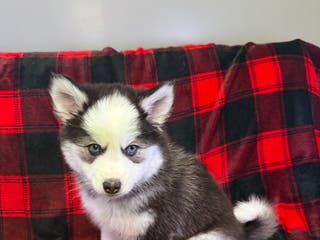 Pomsky dogs Panda - Ad 37
