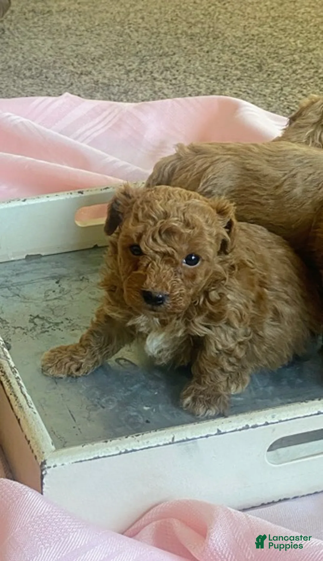 Toy Poodle dogs for sale: LITTLE ARCHIE - Ad 17