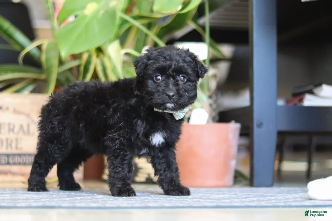 Mixed Breed dogs for sale: Shadow - Ad 5
