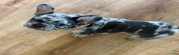 French Bulldog dogs for sale: Ray - Ad 6