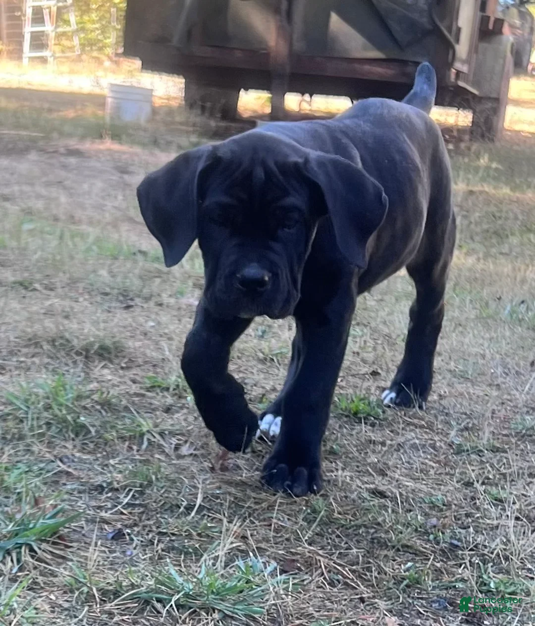 Cane Corso dogs for sale: Wren - Ad 5