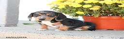 Mixed Breed dogs for sale: Buddy - Ad 2