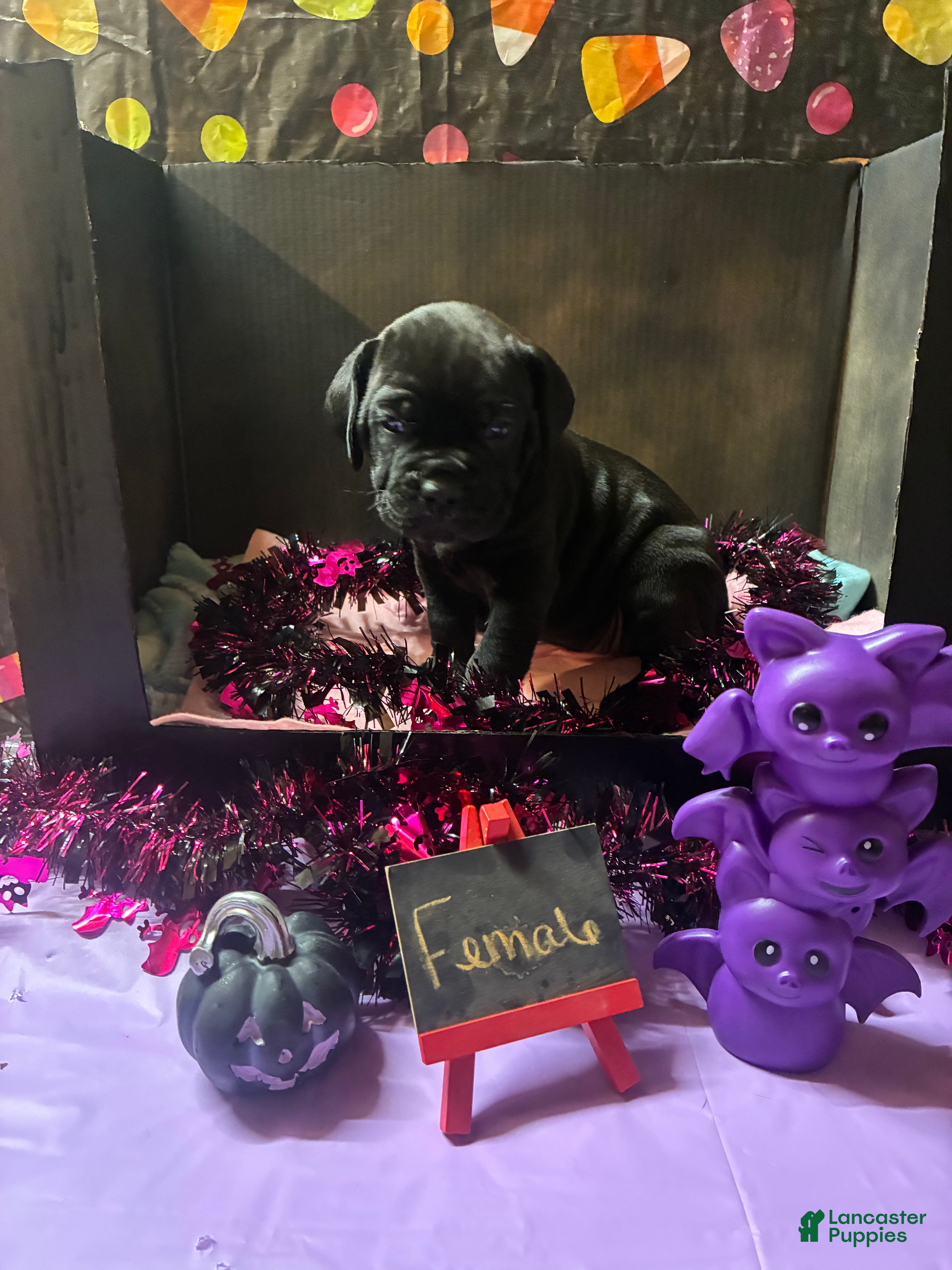 Cane Corso dogs Cane Corso 1 - Ad 2