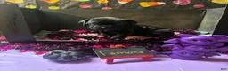 Cane Corso dogs for sale: Cane Corso 1 - Ad 2