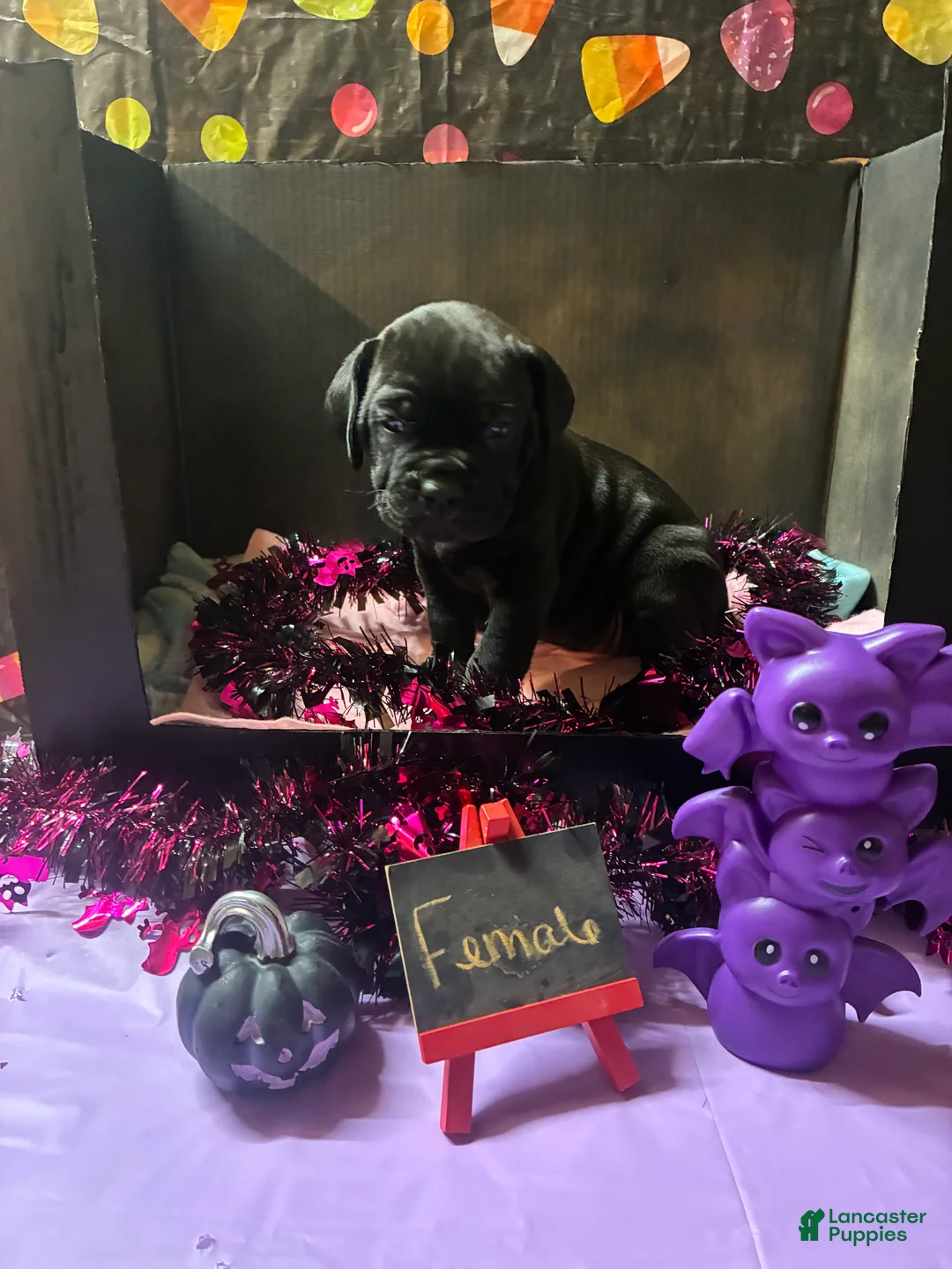Cane Corso dogs for sale: Cane Corso 1 - Ad 2