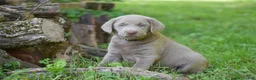 Labrador Retriever dogs for sale: Thunder - Ad 3