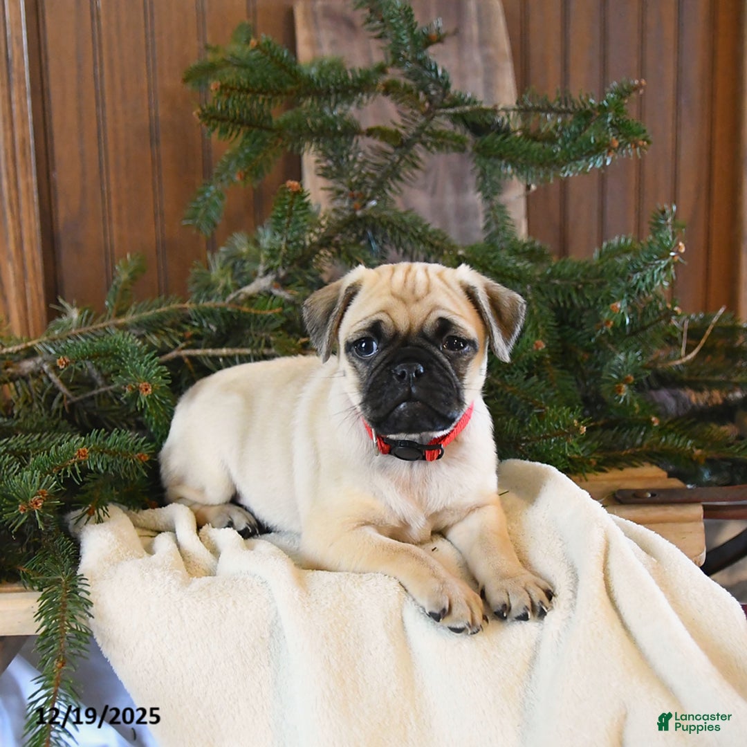 Mixed Breed dogs for sale: Willow - Ad 3