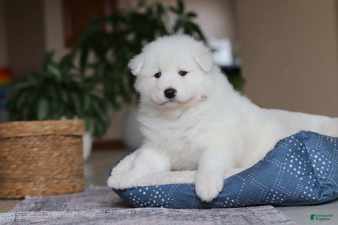 Samoyed dogs for sale: Hank - Ad 10