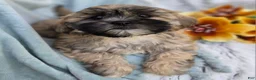Shihpoo dogs for sale: Toffee - Ad 16
