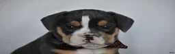 Beabull dogs for sale: Blossom - Ad 3