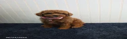 Toy Poodle dogs for sale: Thelma - Ad 3