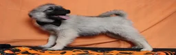 Keeshond dogs for sale: Conner  - Ad 10