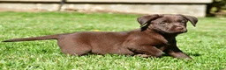 Labrador Retriever dogs for sale: Chino - Ad 5