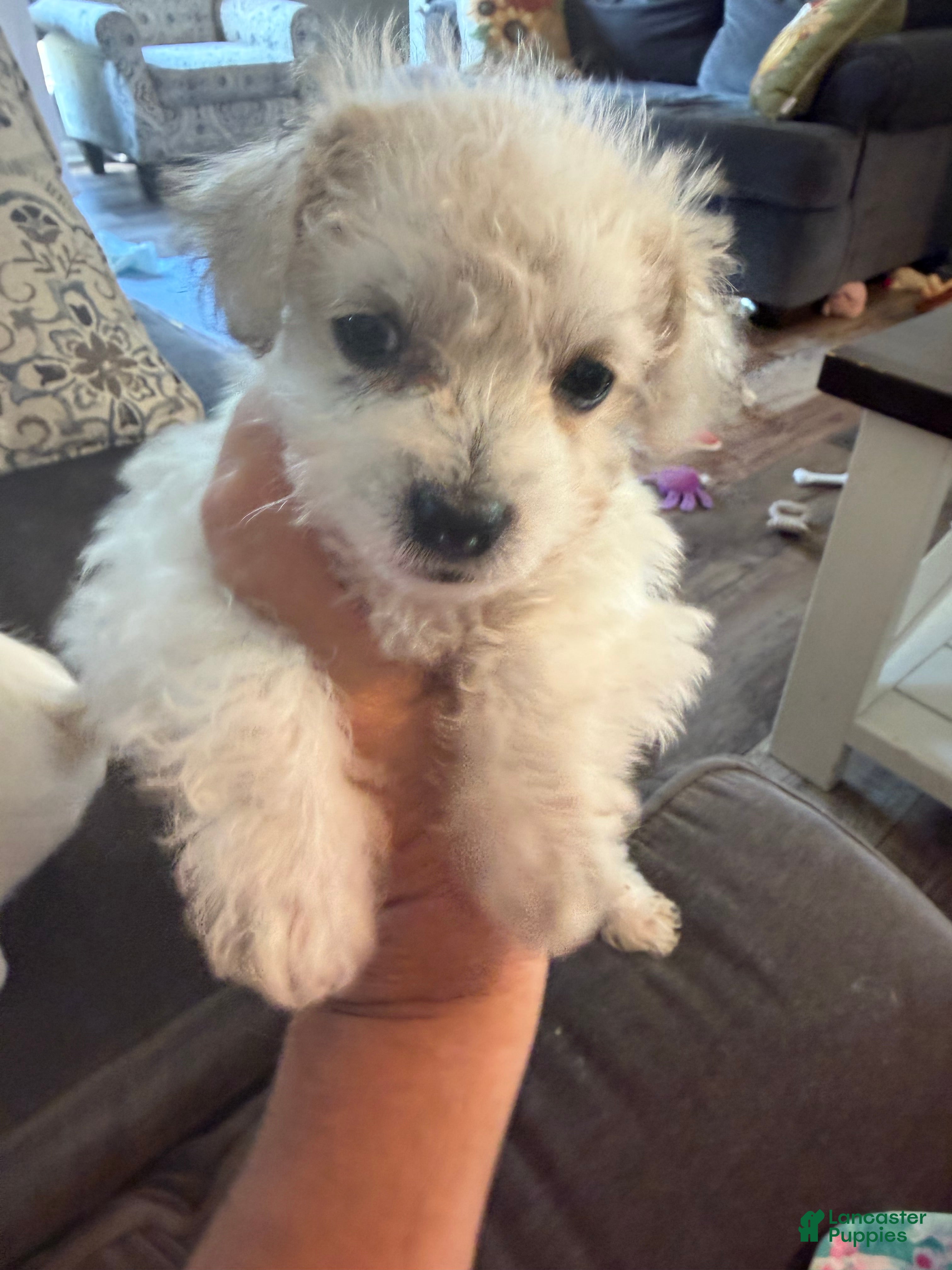 Maltipoo dogs Malti poo - Ad 2