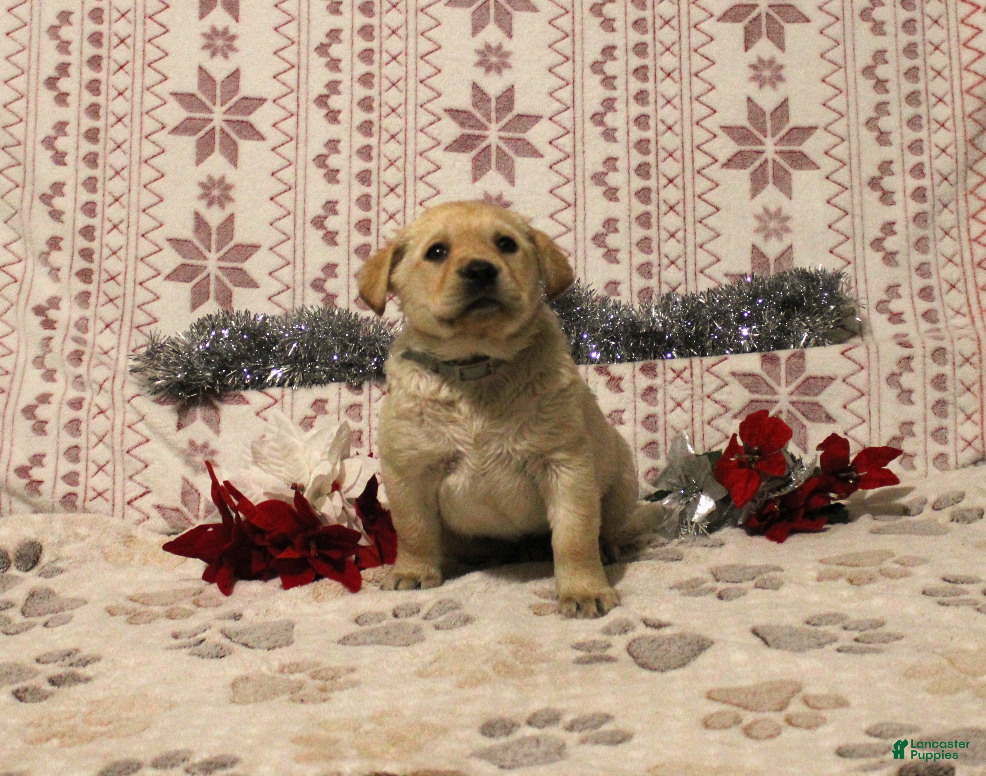 Labrador Retriever dogs Chloe - Ad 28